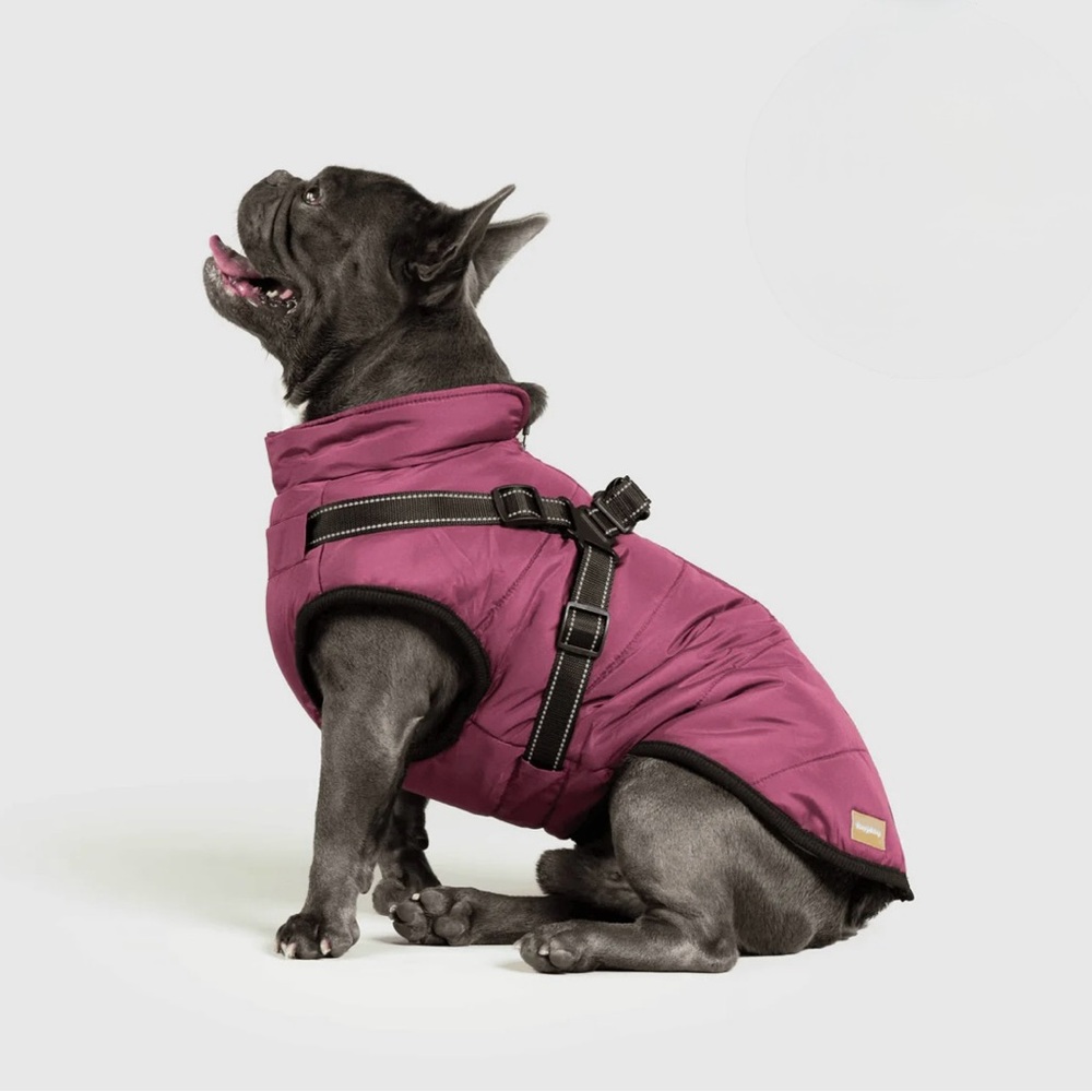Plum Dog Jacket with built in harness